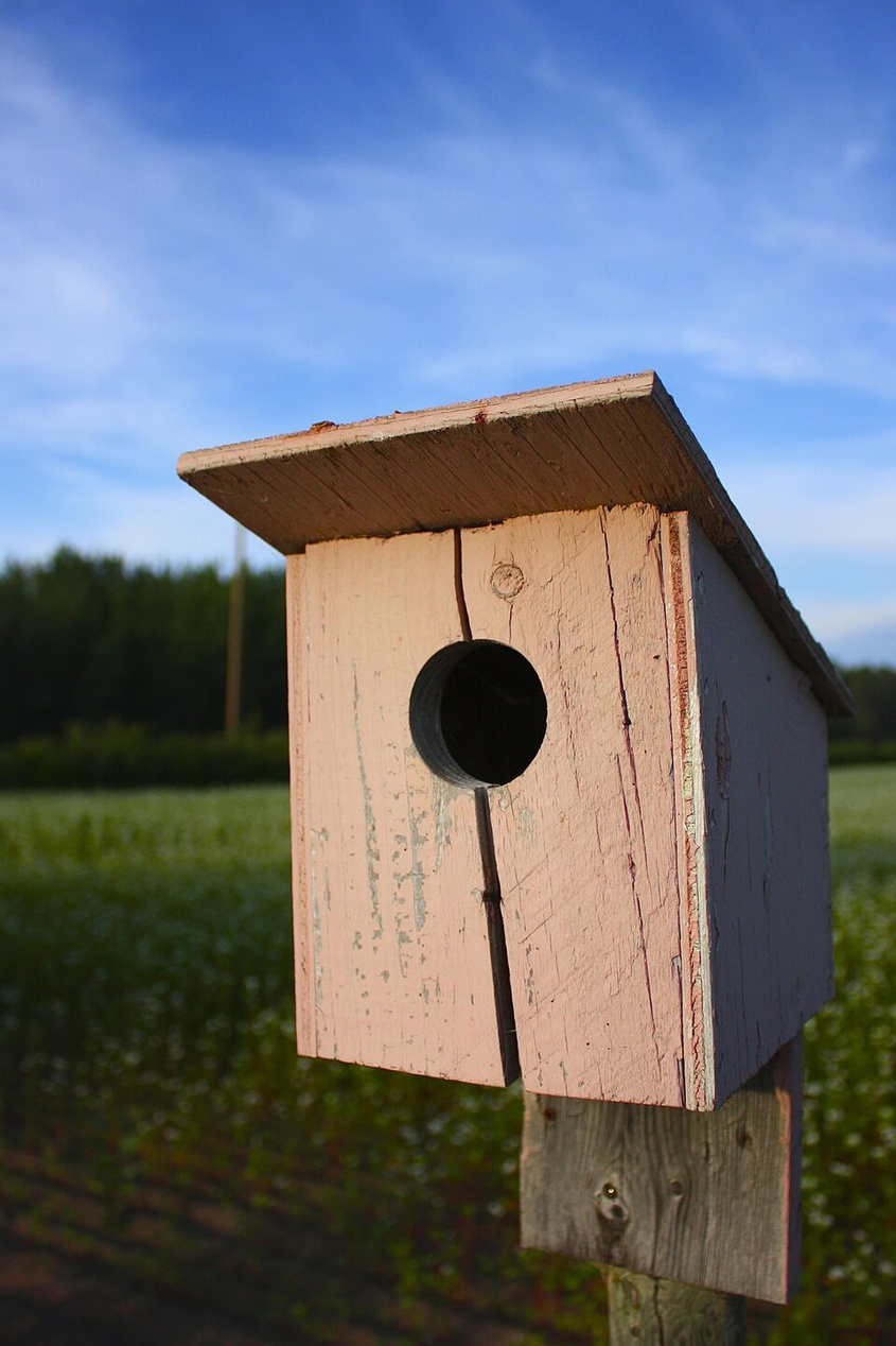 Nærbilde av teksturen til ubehandlet sedertre, som viser de fine årringene og den varme fargen.