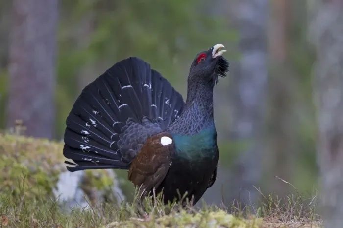 Tiur med utspilt stjert i skogkanten under vårens leik